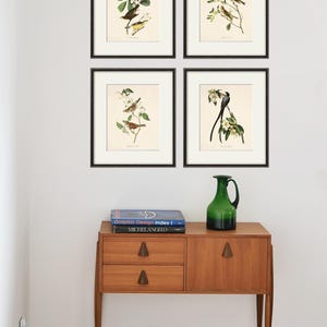 Conjunto de láminas de aves antiguas Conjunto de láminas de arte de aves Láminas antiguas Decoración de aves Póster de láminas de arte natural Arte victoriano Lámina de jardín Arte de historia natural