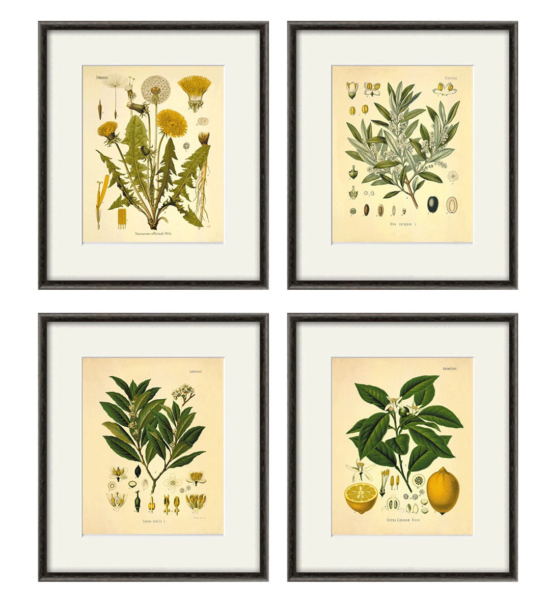 Kitchen Herbs Wall Art Antique Botanical Print Set of 4 Herb Art Print
