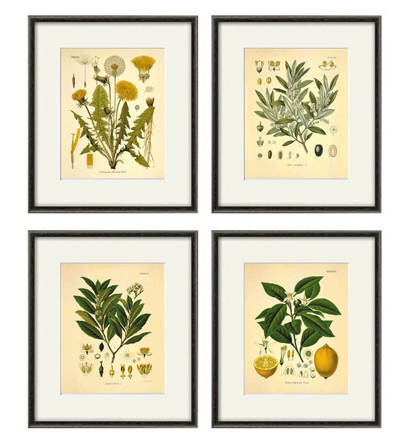 Kitchen Herbs Wall Art Antique Botanical Print Set Of 4 Herb - Antique Kitchen Decor Wall Art Kitchen Herbs Wall Art Antique Botanical Print Set Of 4 Herb - Antique Kitchen Decor Wall Art