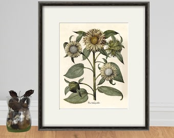 Lámina artística botánica antigua sobre girasoles: Ilustración vintage de Basilius Besler