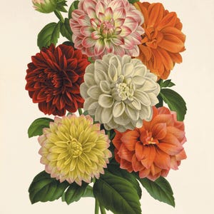 Arte de dália, impressões antigas, arte de flores, impressões botânicas, impressões vintage, arte vitoriana, impressões francesas, impressões antigas, arte de parede de jardim, flores