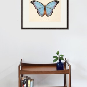Puede incluir: Una impresi&oacute;n enmarcada de una mariposa morpho azul con un patr&oacute;n azul claro y marr&oacute;n. La impresi&oacute;n est&aacute; sobre un fondo crema con el texto " Morpho Helenor" escrito en tinta negra.