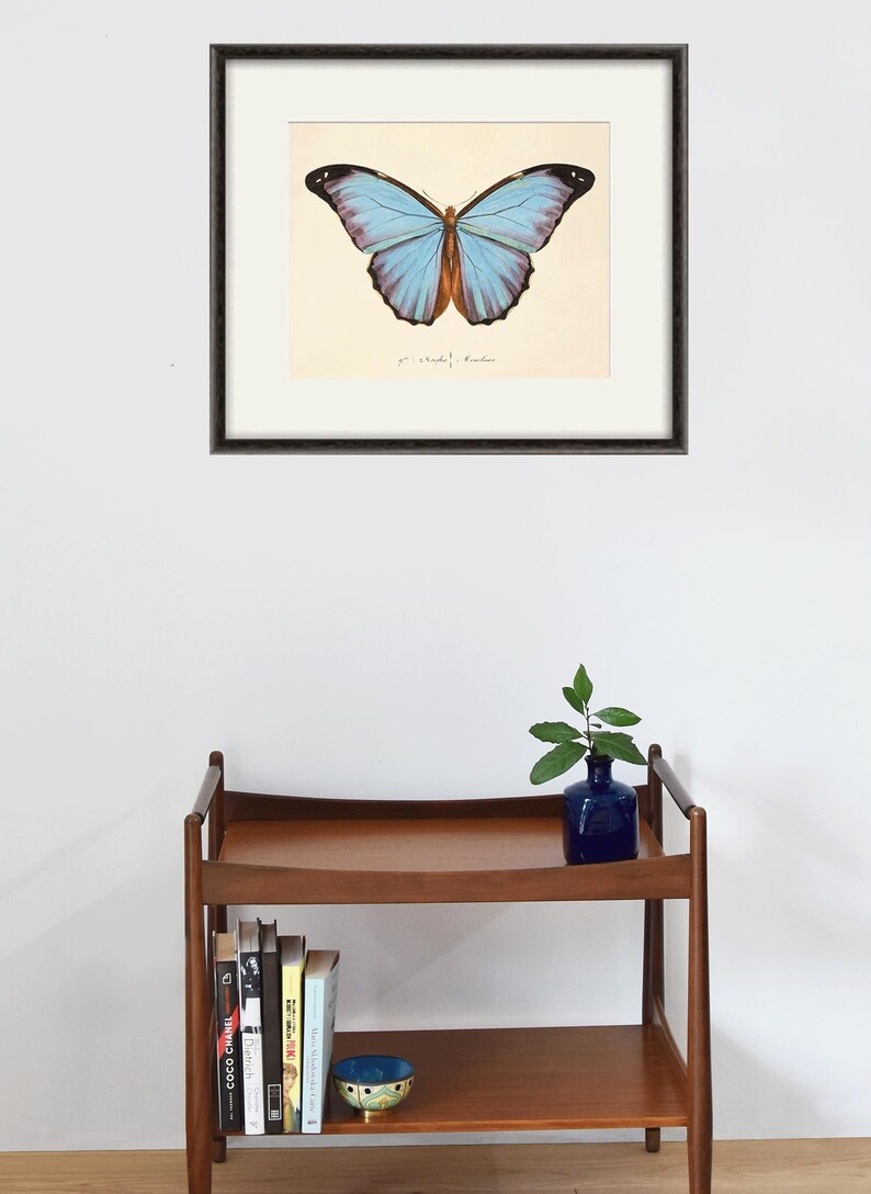 Puede incluir: Una impresi&oacute;n enmarcada de una mariposa morpho azul con un patr&oacute;n azul claro y marr&oacute;n. La impresi&oacute;n est&aacute; sobre un fondo crema con el texto " Morpho Helenor" escrito en tinta negra.