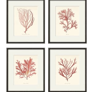 Arte de algas, arte de pared rosa, impresión artística de coral marino, juego de 4, arte de pared antiguo, arte de algas de playa, impresión artística del océano, impresión artística de coral, impresión artística del mar, impresiones costeras