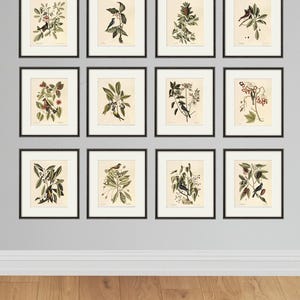 Antique Bird Print set Bird art print set antique prints bird decor Nature art print poster Victorian art Garden print Natural history art