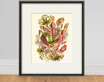 Clivia Botanical Art Print: Victoriaanse tuinmuurdecoratie