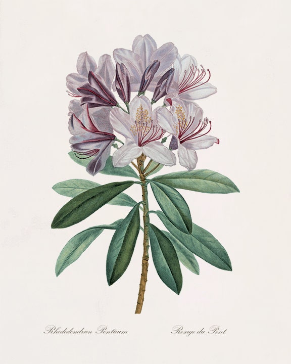 Antique Botanical Print Botanical Art Prints Flower Prints | Etsy