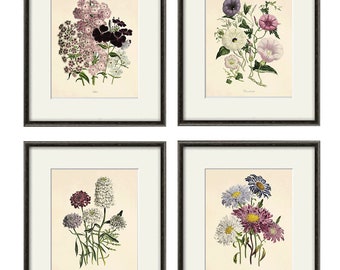 Antique Botanical Prints Set of 4: French Wildflower Art Decor