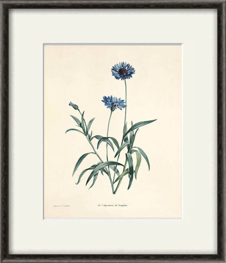 Antique flower print Cottage wall art flowers Victorian print French decor antique wall art Flower decor Botanical wall art Garden print