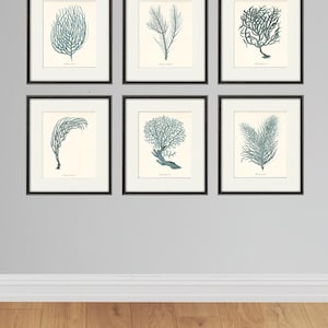 Sea coral art print Nautical art print set of 6 antique wall art beach Ocean art print Home decor wall art coral Sea art print Victorian art