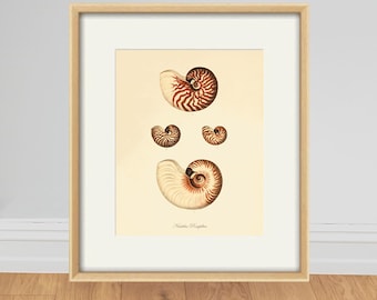 Grabado antiguo de conchas marinas: arte oceánico francés vintage, decoración de historia natural