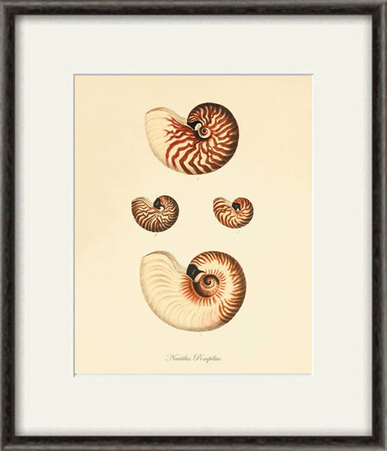 Sea shell Beach decor art nautical print Ocean art Antique wall art French decor natural History art Home decor prints Victorian art print image 3