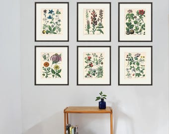 Antique Kitchen Herb Botanical Print Set of 9
