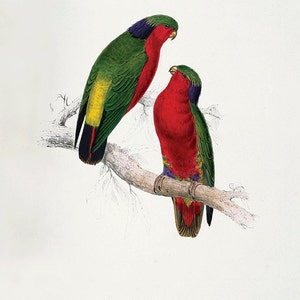 Parrot art print antique bird print nature wall art Victorian print home decor art vintage wall art bird art Natural history art Bird decor