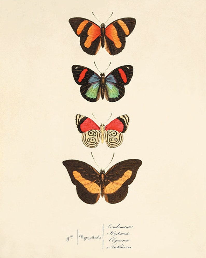 Antique Butterfly Art Butterfly Print Set Natural History Art Etsy antique-butterfly-art-butterfly-print-set-natural-history-art-etsy