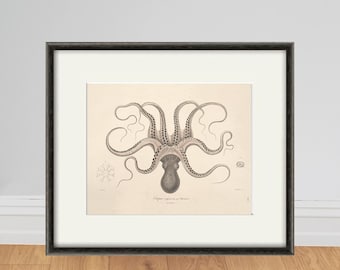 Antique Octopus Art Print: Vintage Nautical Ocean Decor