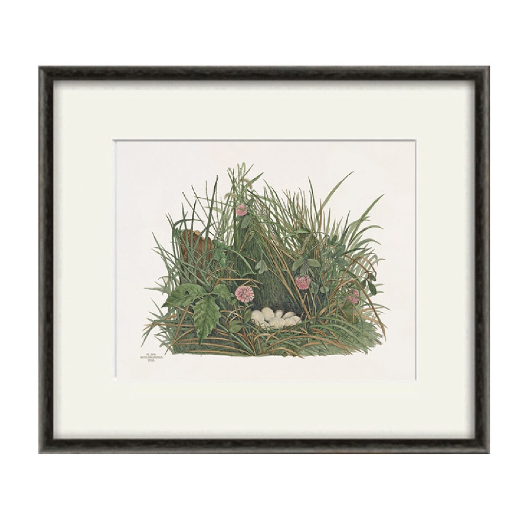 Bird Nest Art Antique Bird Art Print Vintage Garden Wall Art Nature