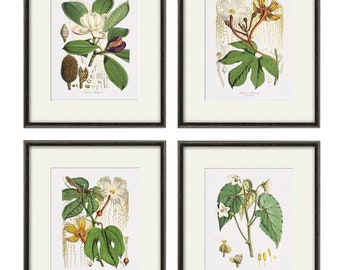 White flower art Botanical Print Set of 4 Antique flower art print antique wall art Flower decor Garden print Victorian art Cottage wall art