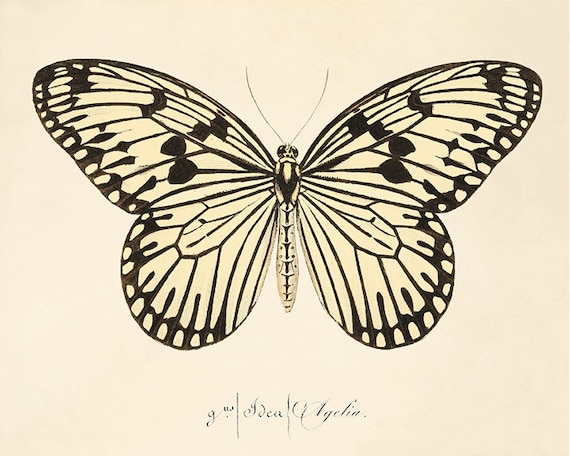 530 Best Butterfly Art ideas  butterfly art, butterfly, beautiful