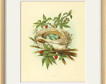 放送大学 割引 鳥の巣アート 自然プリント 鳥のプリント ヴィンテージ 絵画