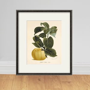 Apple art print Vintage fruit print Botanical Prints Home Decor Wall Art Victorian art Garden Wall Art fruit antique prints French prints
