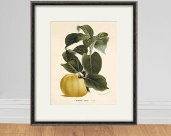 Vintage botanische appelprint: antieke Franse fruitillustratie