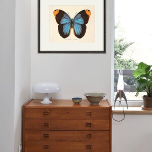 May include: A framed print of a blue and orange butterfly with black markings. The print is hanging on a white wall above a wooden dresser with three drawers.
