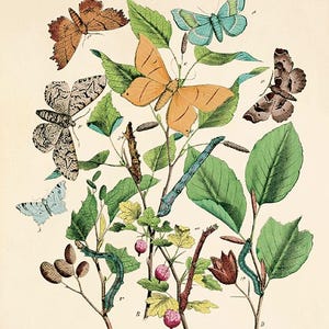 Antique Butterfly Print: Victorian Natural History Art