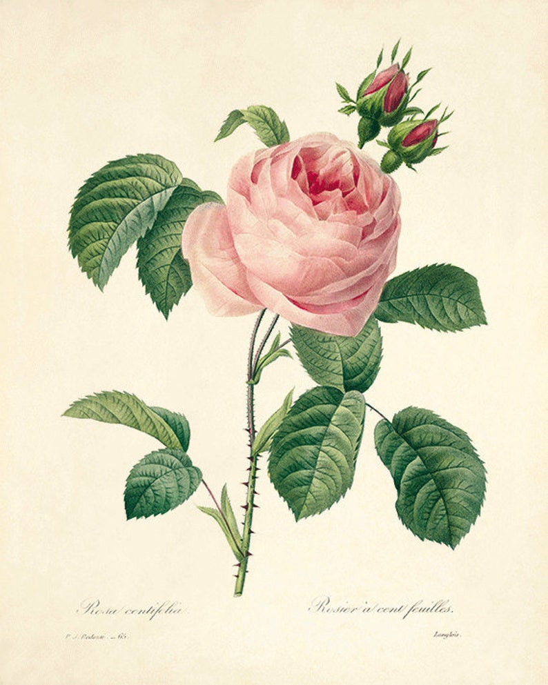 Antique Botanical Print Botanical Art Prints Flower Prints - Etsy