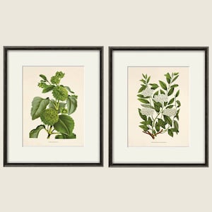 Antique botanical print Botanical art prints flower prints wall art flowers botanical poster antique wall art home decor wall art SET of 2