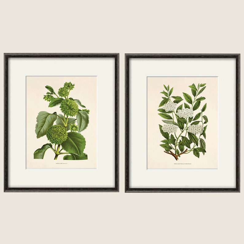 Antique Botanical Print Botanical Art Prints Flower Prints Etsy