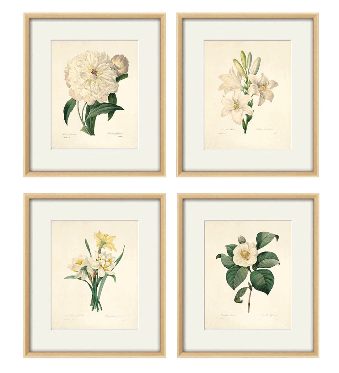 White Botanical Prints Vintage Flower Art Cottage Wall Art Victorian ...