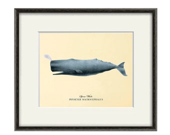 Whale art print antique prints Sea art print old prints Nautical art print beach art print Victorian art  print Nature print Ocean art print