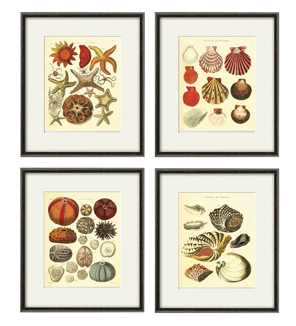 Antique Sea Shell Art Print Beach Decor Art Sea Beach Art Etsy