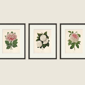 Antique botanical print Botanical art prints flower prints wall art flowers botanical poster antique wall art home decor wall art SET of 3