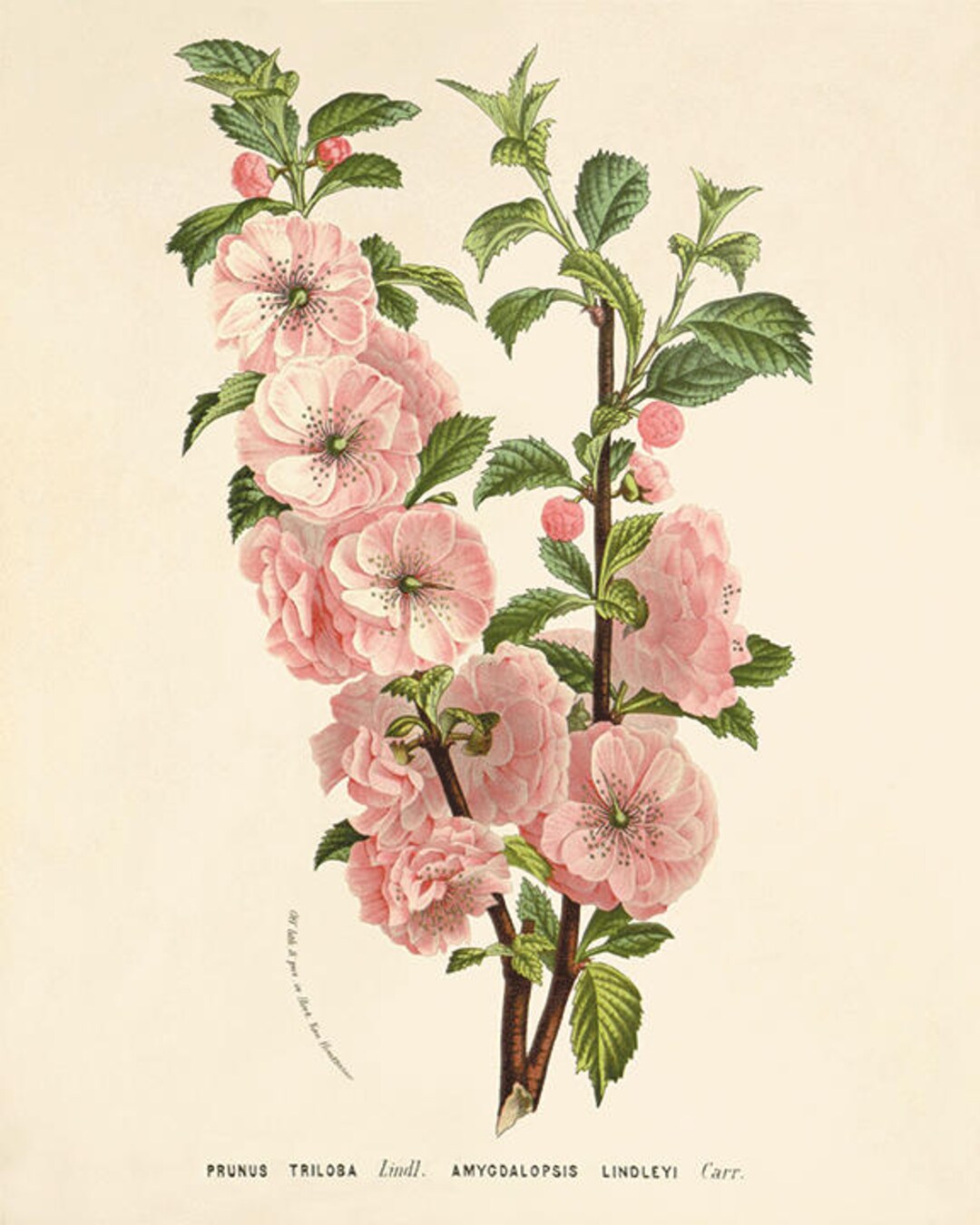 Almond Flower Print Cottage Wall Art Victorian Print French Decor Art ...
