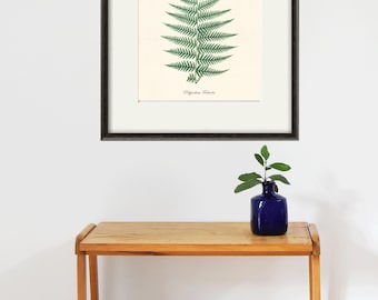 Antique Fern Botanical Print: Victorian Home Decor Wall Art