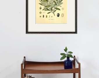 アンティークオリーブの木の植物画：1887年の薬用植物アート - Etsy 日本