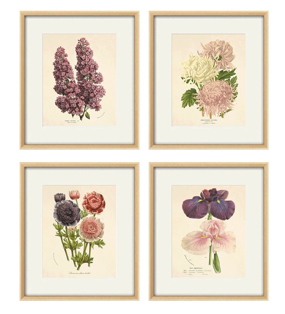 Antique Botanical Print Botanical Art Prints Flower Prints Etsy