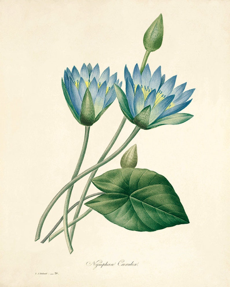 Blue Botanical Prints Vintage Flower Art Cottage Wall Art - Etsy