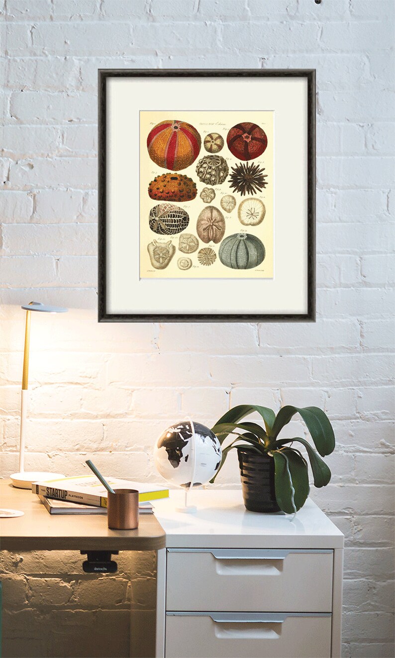Sea Urchins Art Print Vintage Nautical Art Print Old Prints Etsy