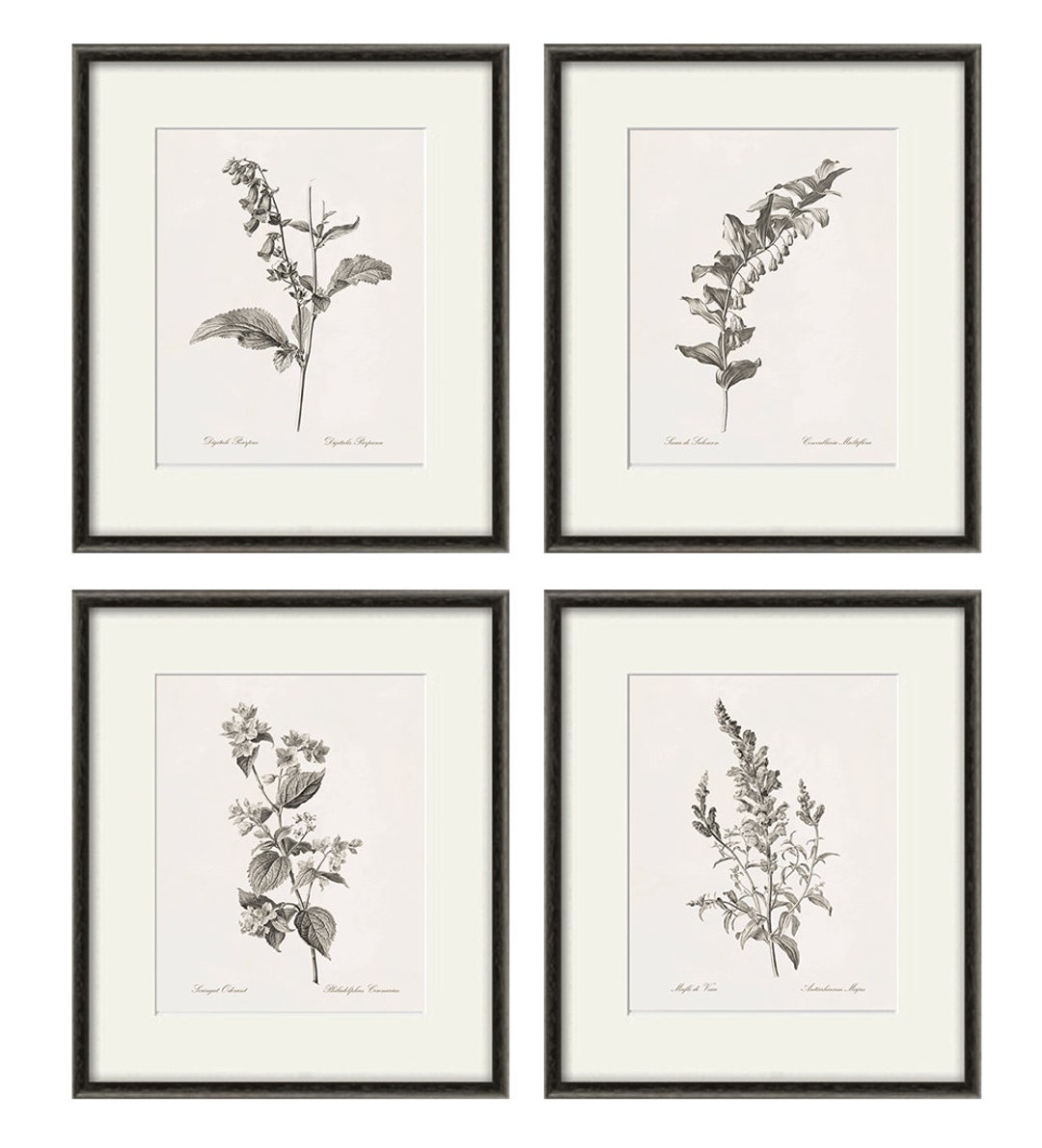 Antique Botanical Prints SET of 4 Botanical Art Prints Flower Prints ...
