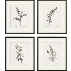 Antique botanical prints SET of 4 Botanical art prints flower prints wall art flowers botanical poster antique wall art home decor wall art