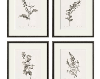 Antique Sepia Wildflower Botanical Print Set of 4 - French Flower Art