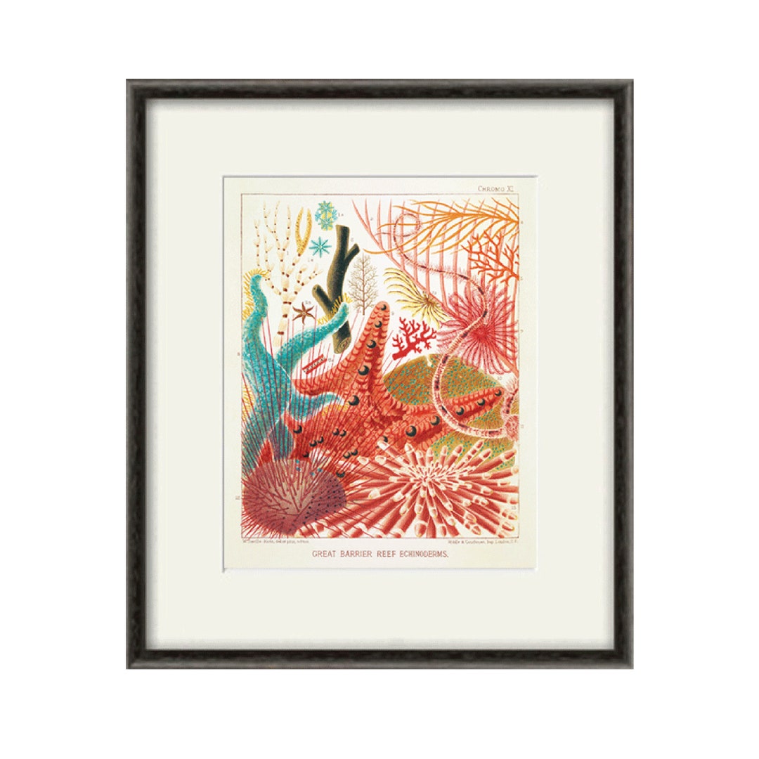 Sea Coral Art Print Vintage Sea Art Print Old Prints Nautical Art Print