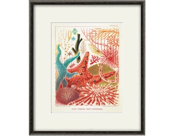 Sea Coral art print Vintage sea art print old prints nautical art print Ocean art print  Natural History art sea life art nature art print