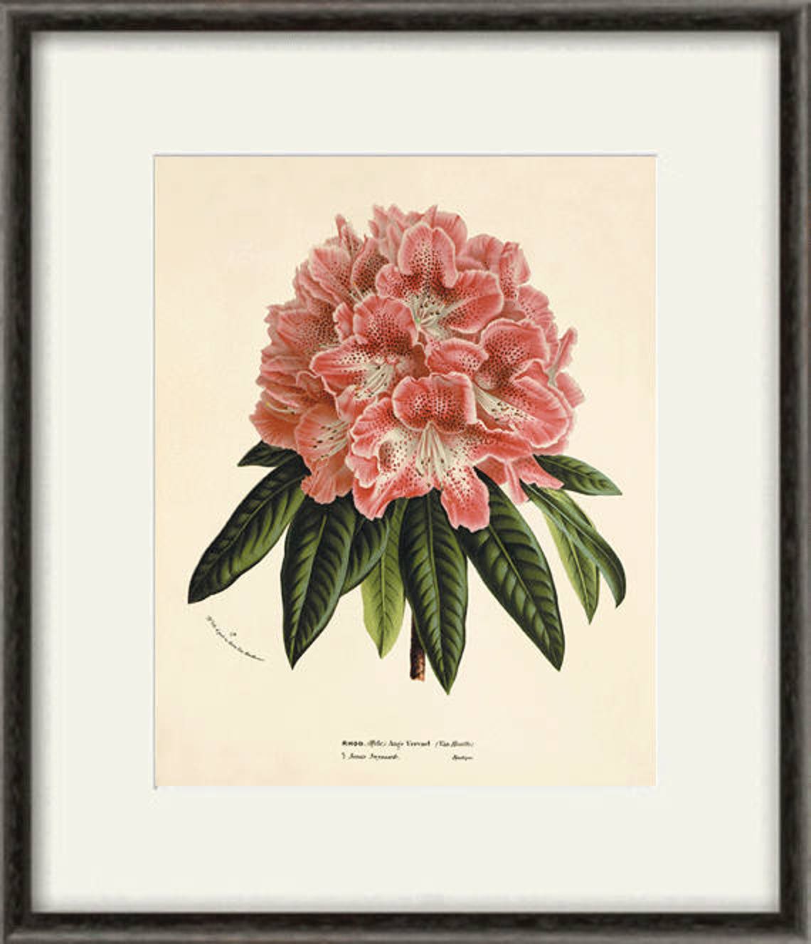 Pink Rhododendron Art Antique Botanical Art Prints Flower Art | Etsy