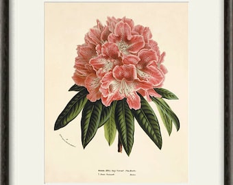 Pink Rhododendron art antique Botanical Art Prints flower art print Victorian art old prints Garden Wall Art Vintage decor flower wall art