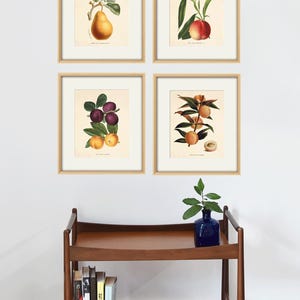 Antique fruit art print Vintage kitchen art print antique botanical art prints fruit wall art kitchen art decor fruit print vintage set of 4