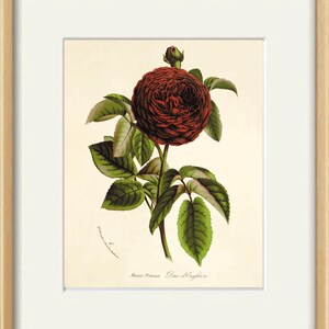 Red Rose print antique prints decor Flower decor botanical print Garden print Victorian art Flower art print French decor Cottage art print image 2